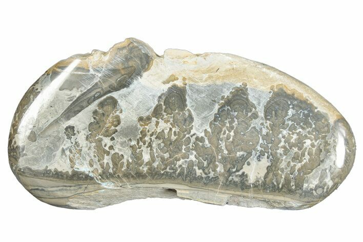 Triassic Aged Stromatolite Fossil - England #285769